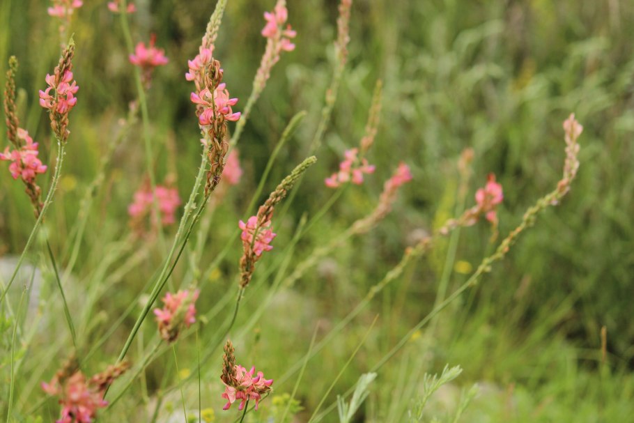 Пряные травы на огороде перечень