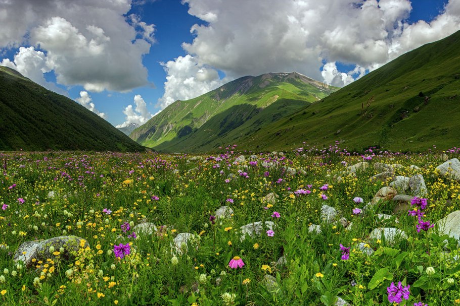 Растение шалфей Крымский