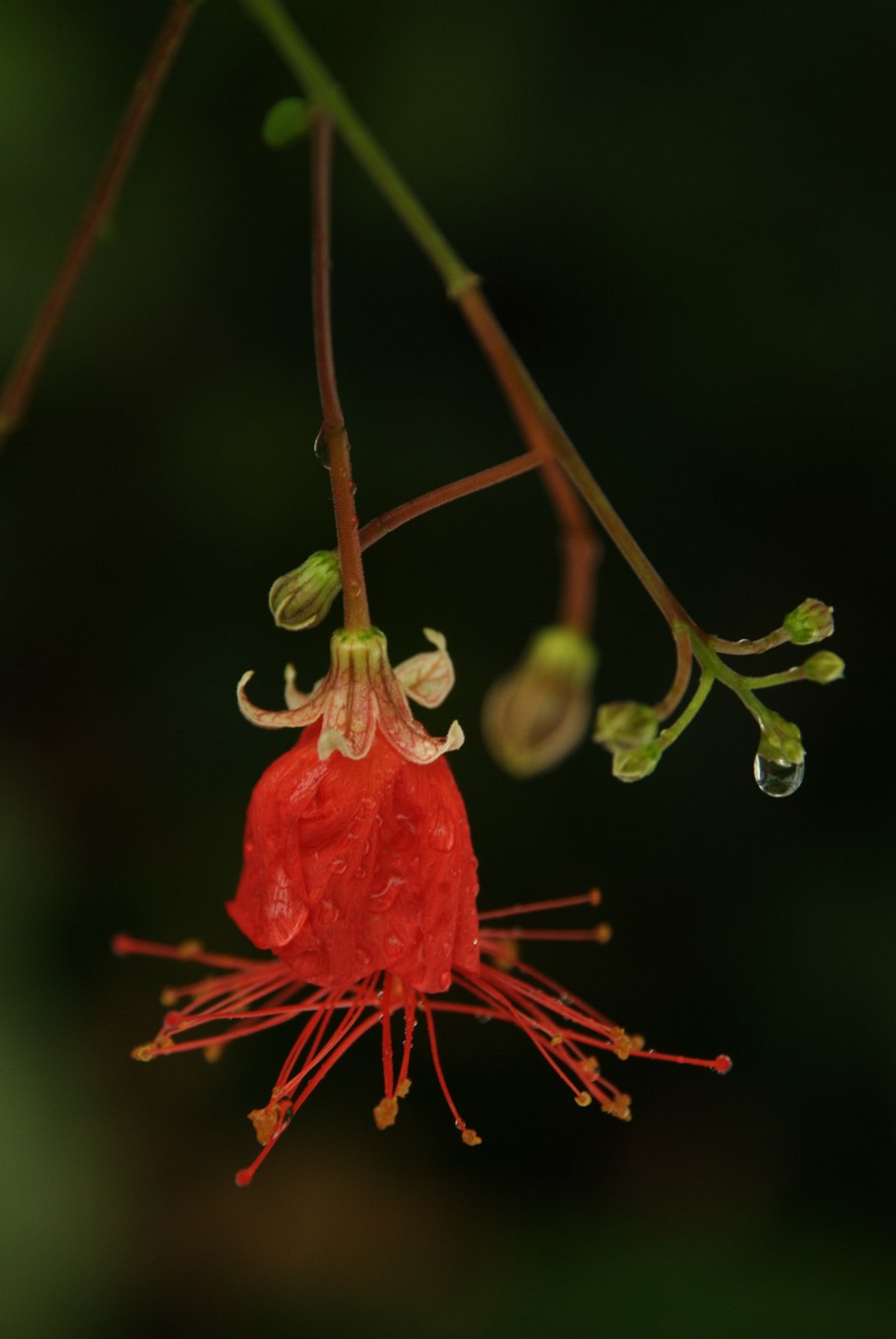 Гибискус природник грандидиери