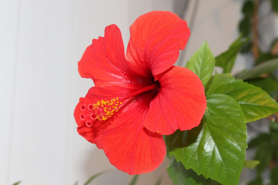 Гибискус сирийский / Hibiscus syriacus 'Marina'