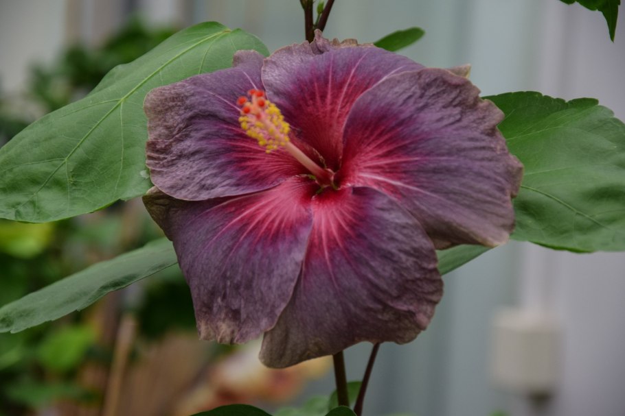 Amapola цветок