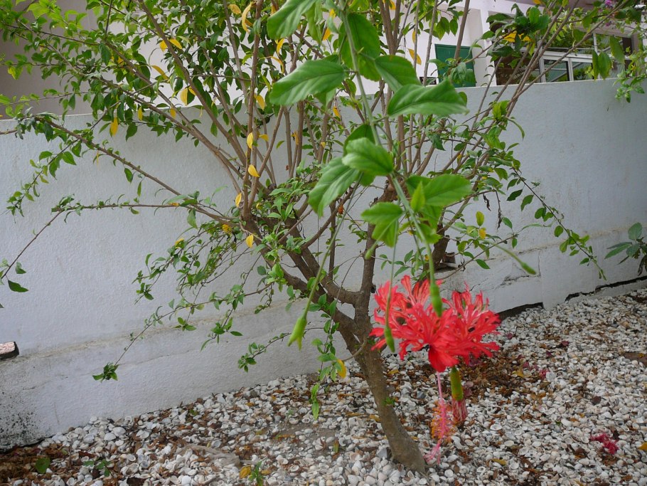 Гибискус Сильвия Гудман