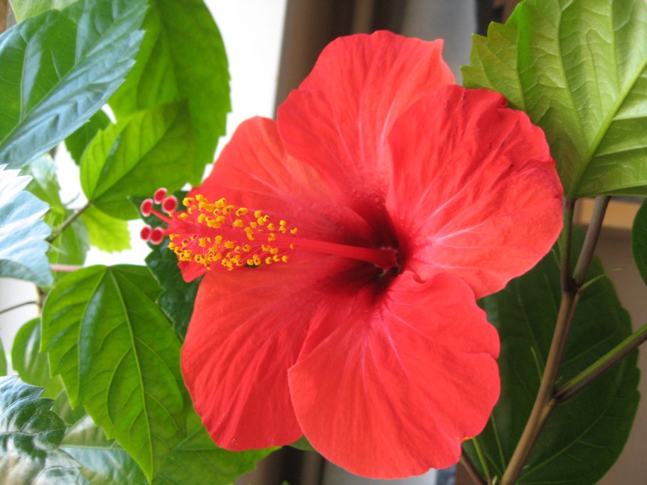 Гибискус Синенсис