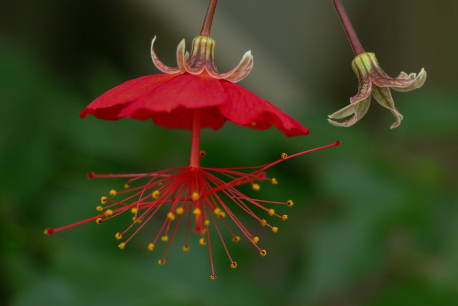 Гибискус Грандидьерит
