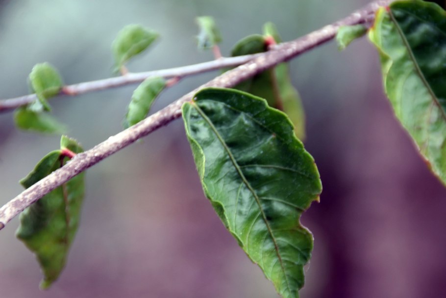 Гибискус дома