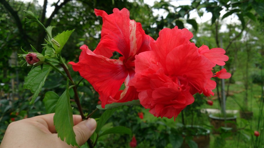 Гибискус Rosa-sinensis микс д.13