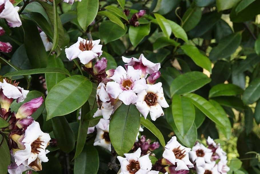 Гибискус Бориас Блу