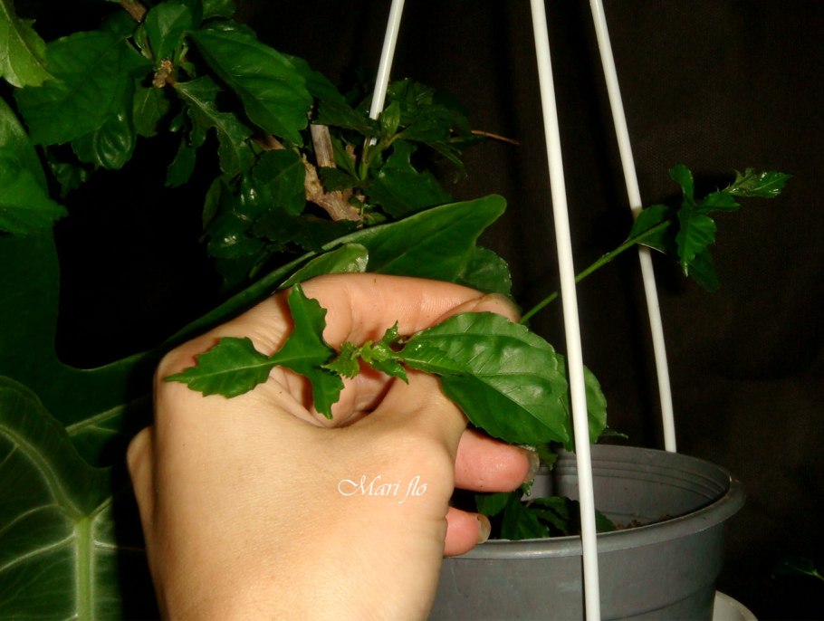 Гибискус рассеченнолепестной Hibiscus schizopetalus