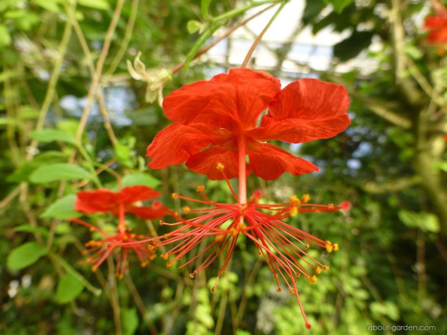 Гибискус grandidieri