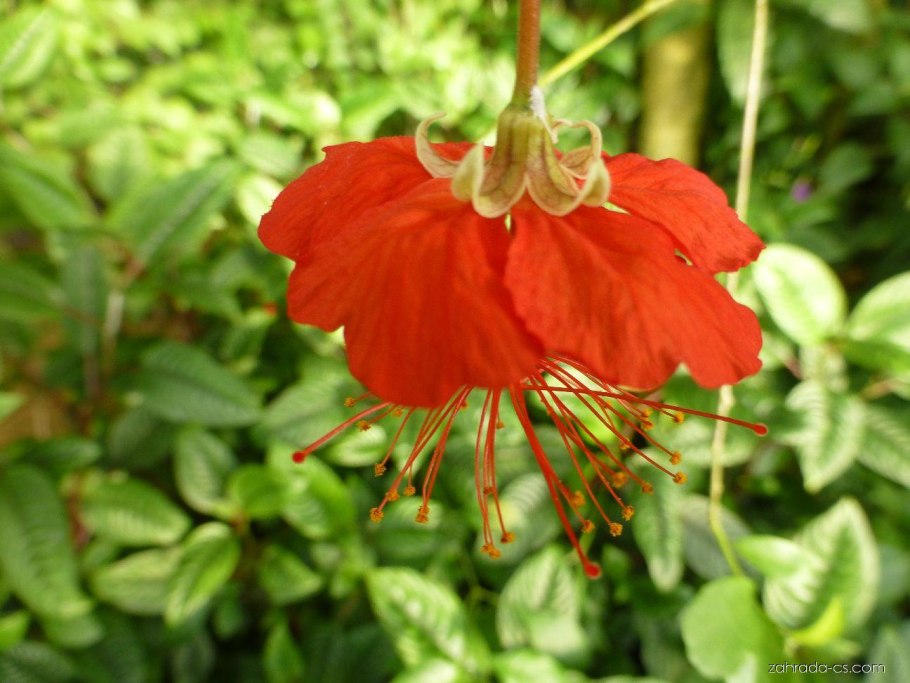 Плоский красный цветок