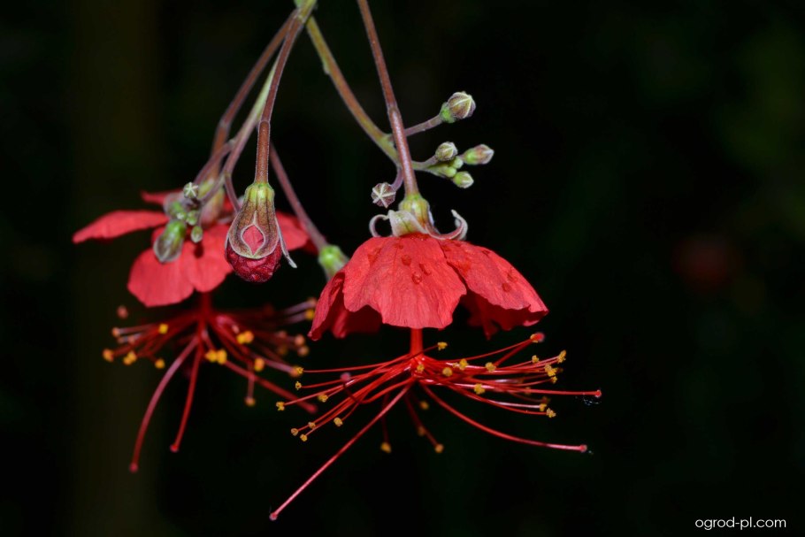 Строфантус бовини фото