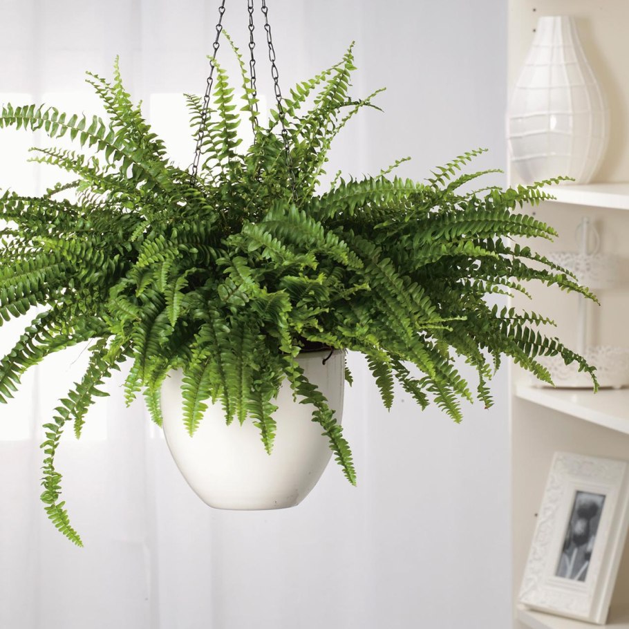 Фитомодуль BOXSAND-12