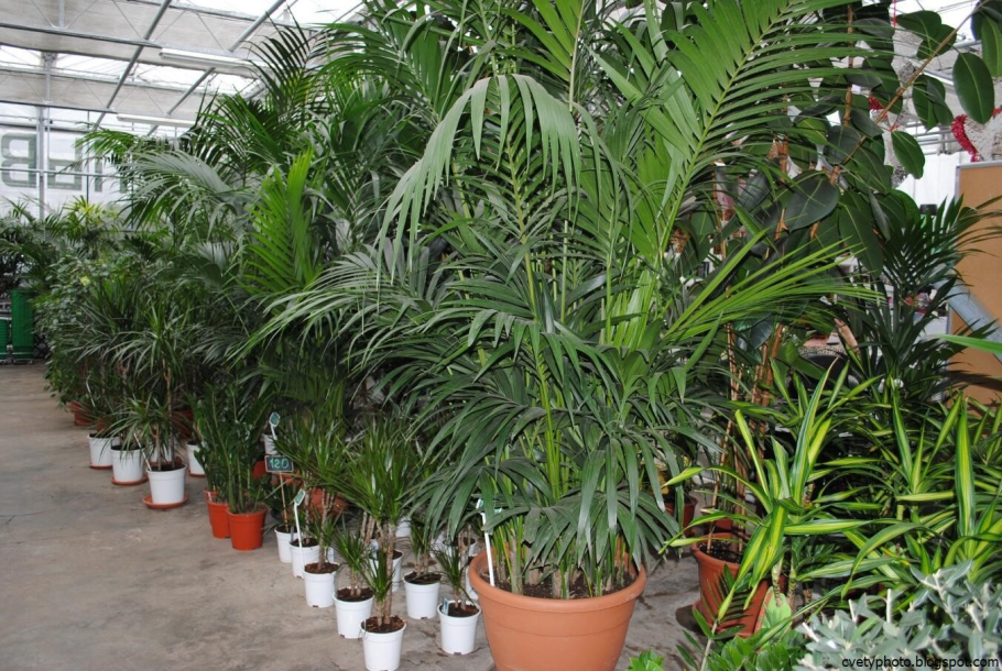 Комнатные цветы с названиями