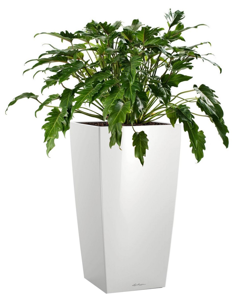 Филодендрон ксанаду