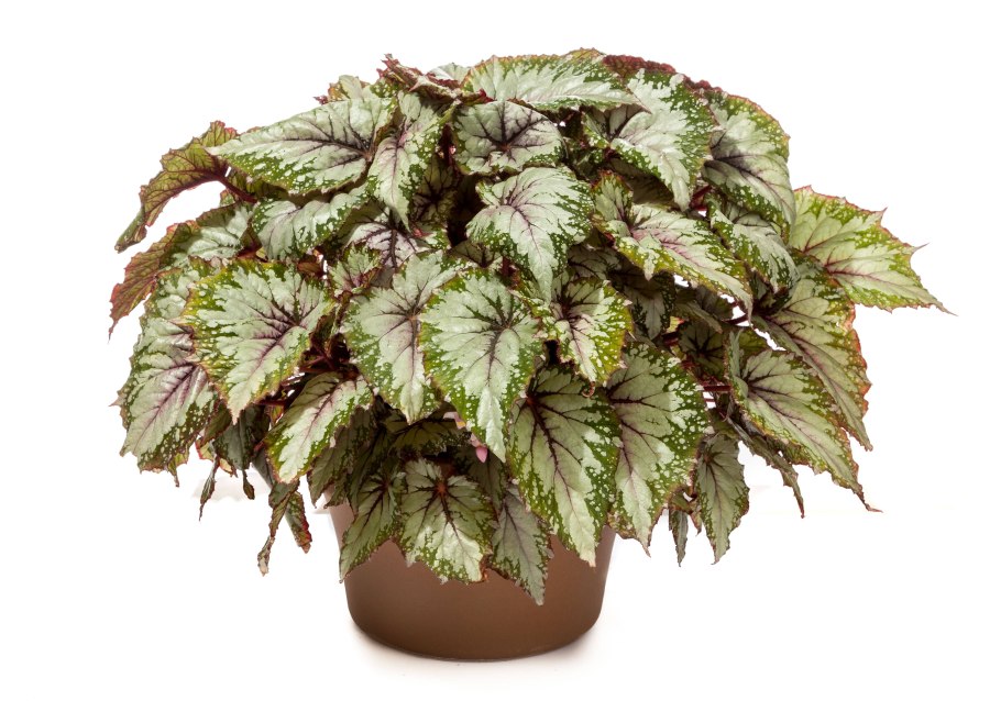 Растение houseplants d8 h35