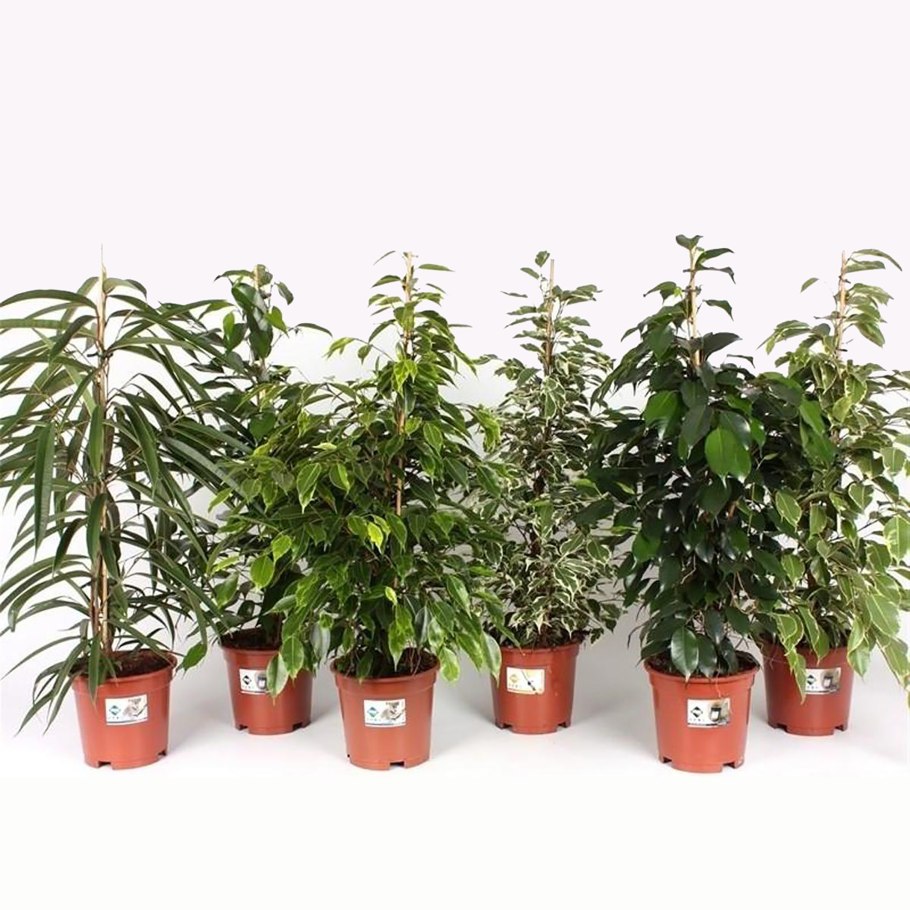 Фикус бенджамина микс