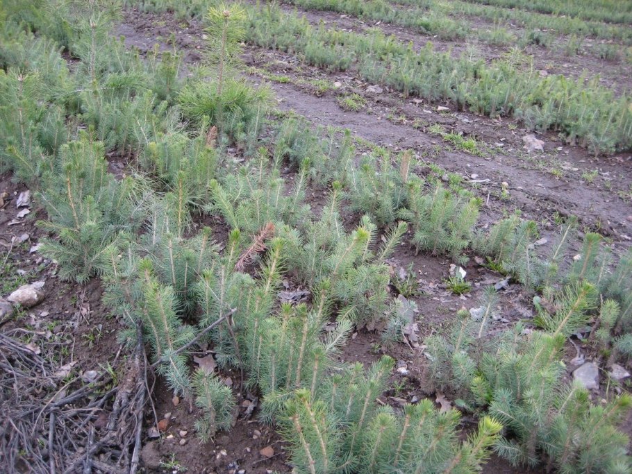 Ель канадская Alberta Globe