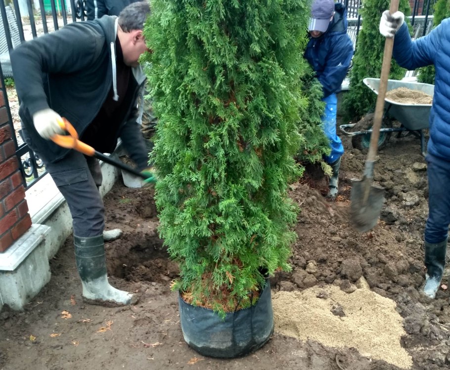 Мульчирование туи Смарагд