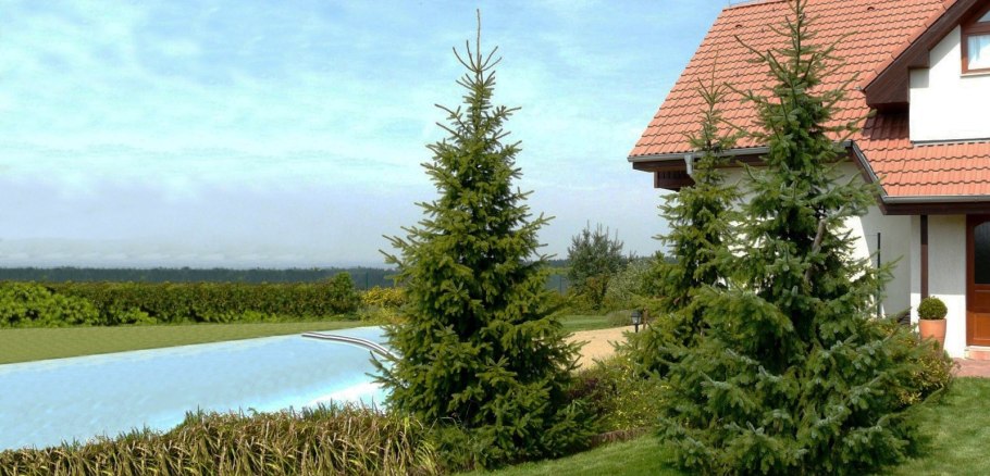 Посадка крупномеров туи осенью