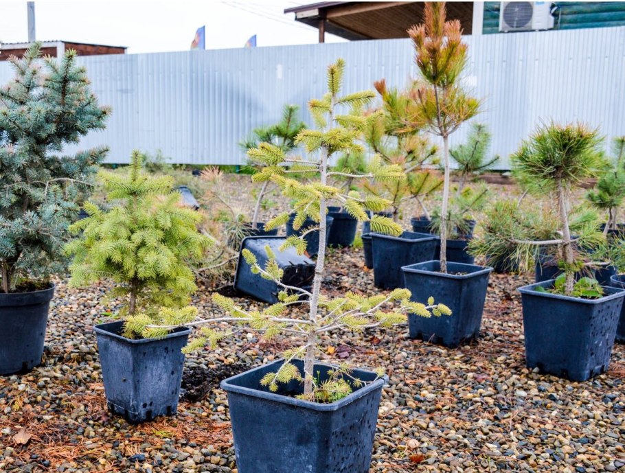 Елки в питомниках в Краснодаре