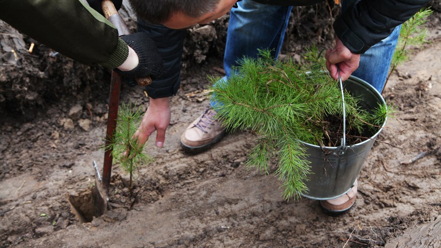 Черенкование туи Брабант