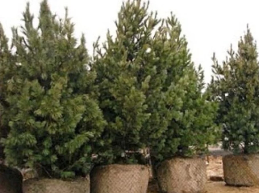 Хвойный рокарий миксбордер