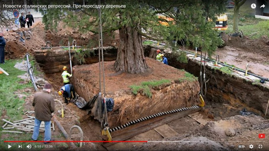 Пересадка туи Смарагд