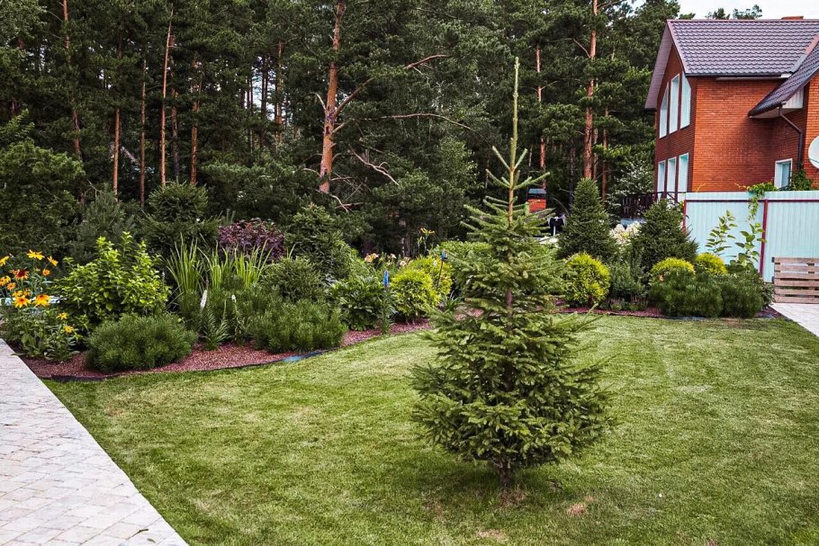 Пересадка крупномеров можжевельник