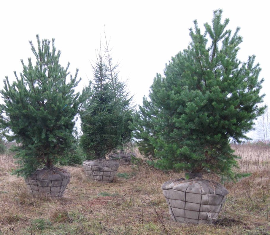 Подзимний полив хвойных