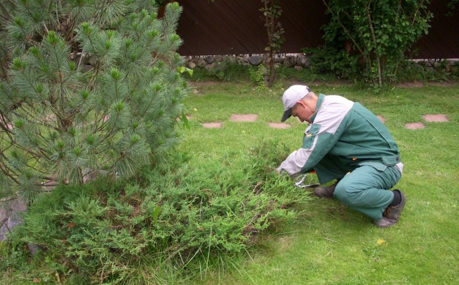Питомник для сеянцев сосны обыкновенной