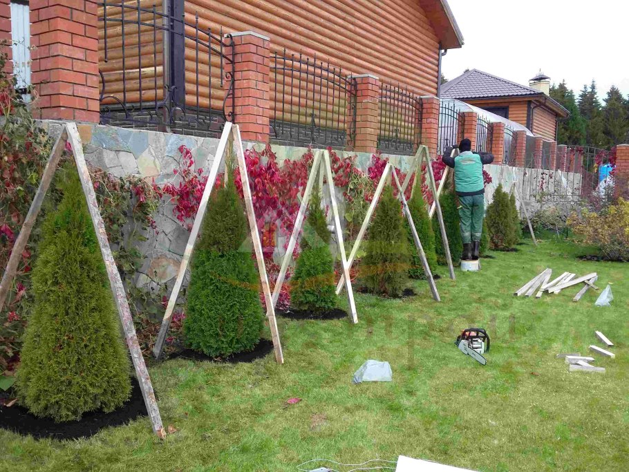 Посадка леса