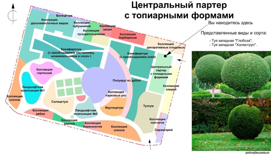 Ерник подлесок Якутия лесовосстановление