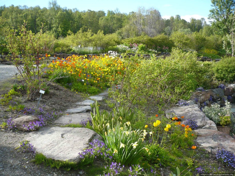 Арктические и антарктические пустыни животные и растения