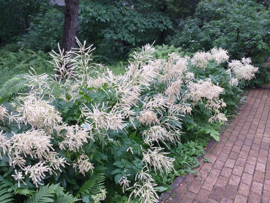 Водная оранжерея ботанического сада