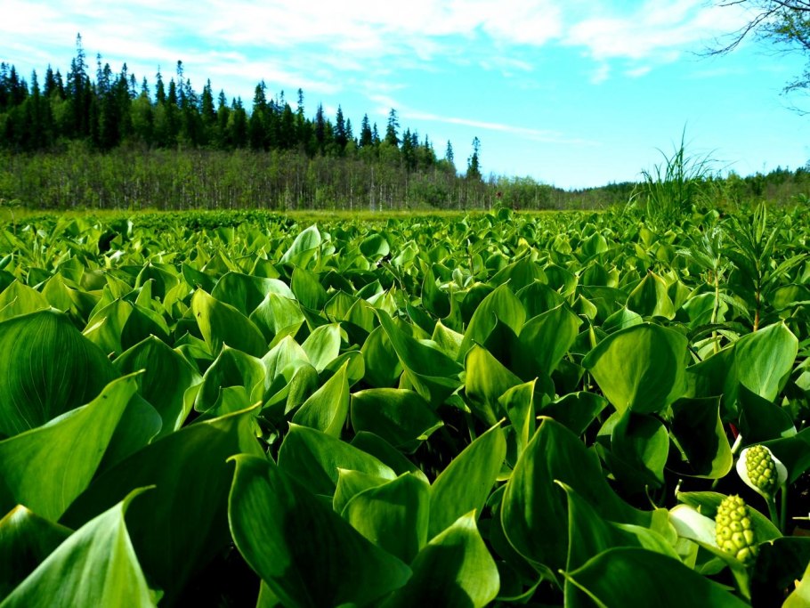 Охраняемые растения большого арктического заповедника