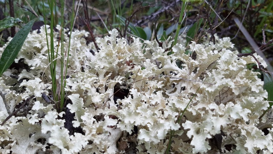 Цетрария исландская