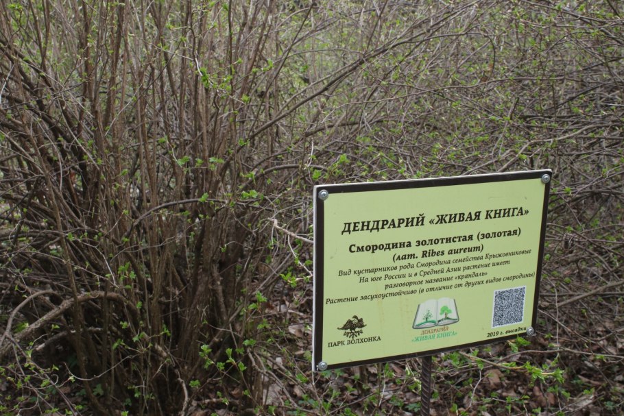 Дендрарий Выкса