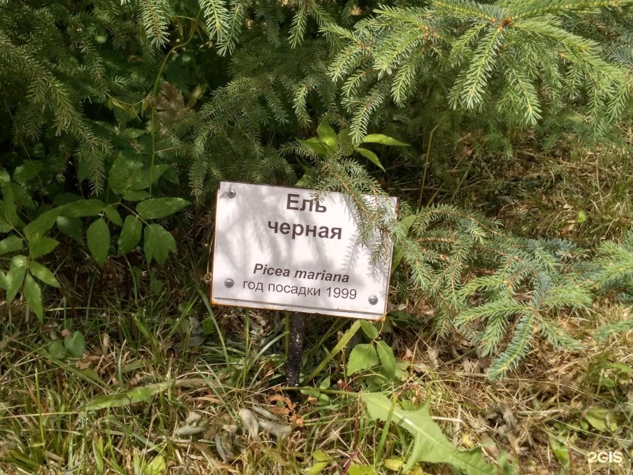 Бирюлевский Дендрарий Жасмин