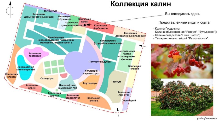 Южно-Сибирский Ботанический сад г Барнаул