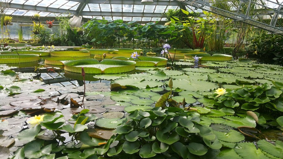 Ботанический сад петра великого в санкт петербурге