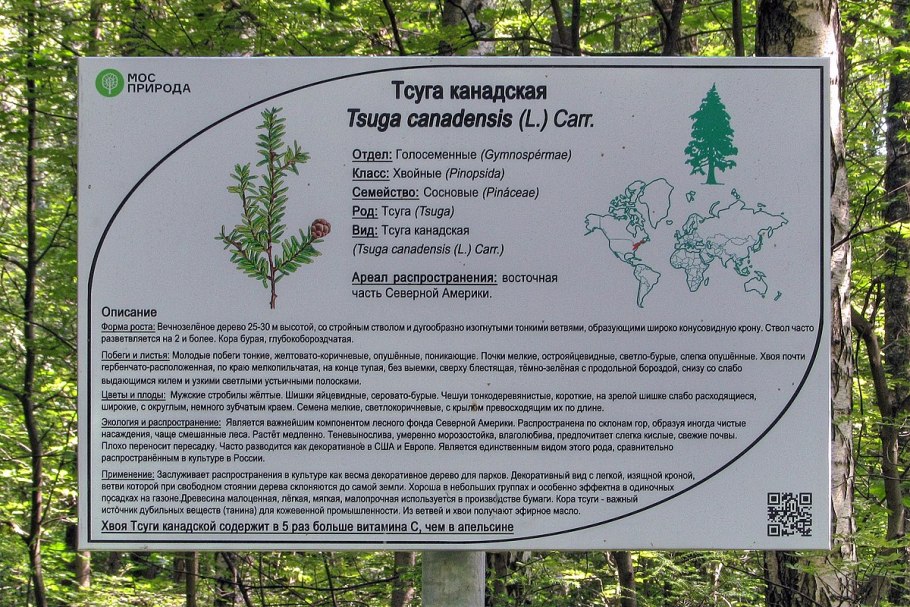 Субтропики Сочи климат