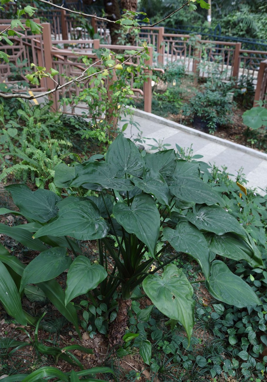 Алоказия Элефант