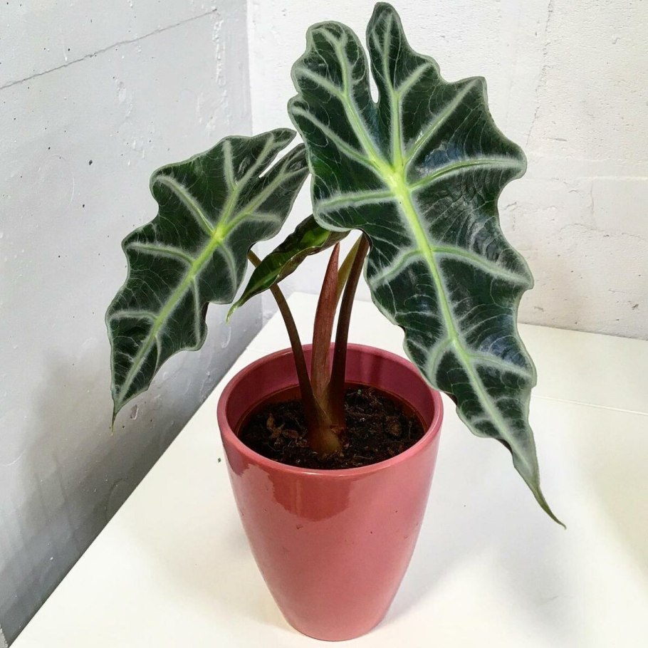 Алоказия Вильямса