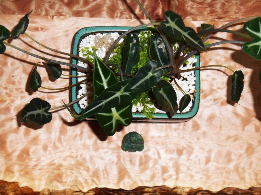 Xanthosoma sagittifolium