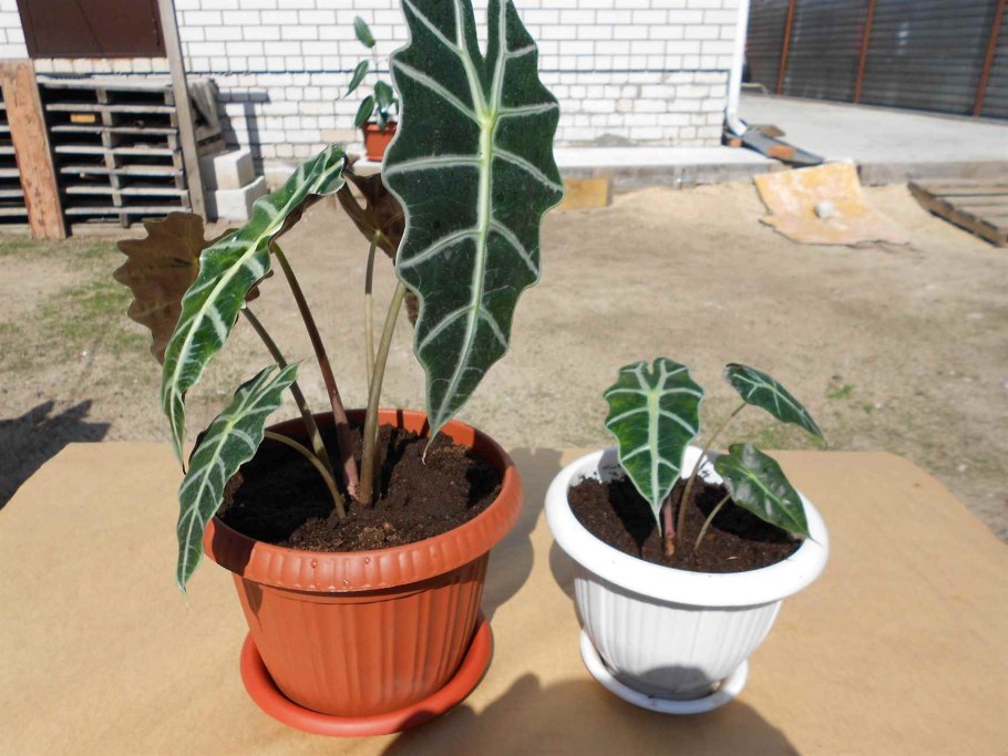 Алоказия Арум трилистник