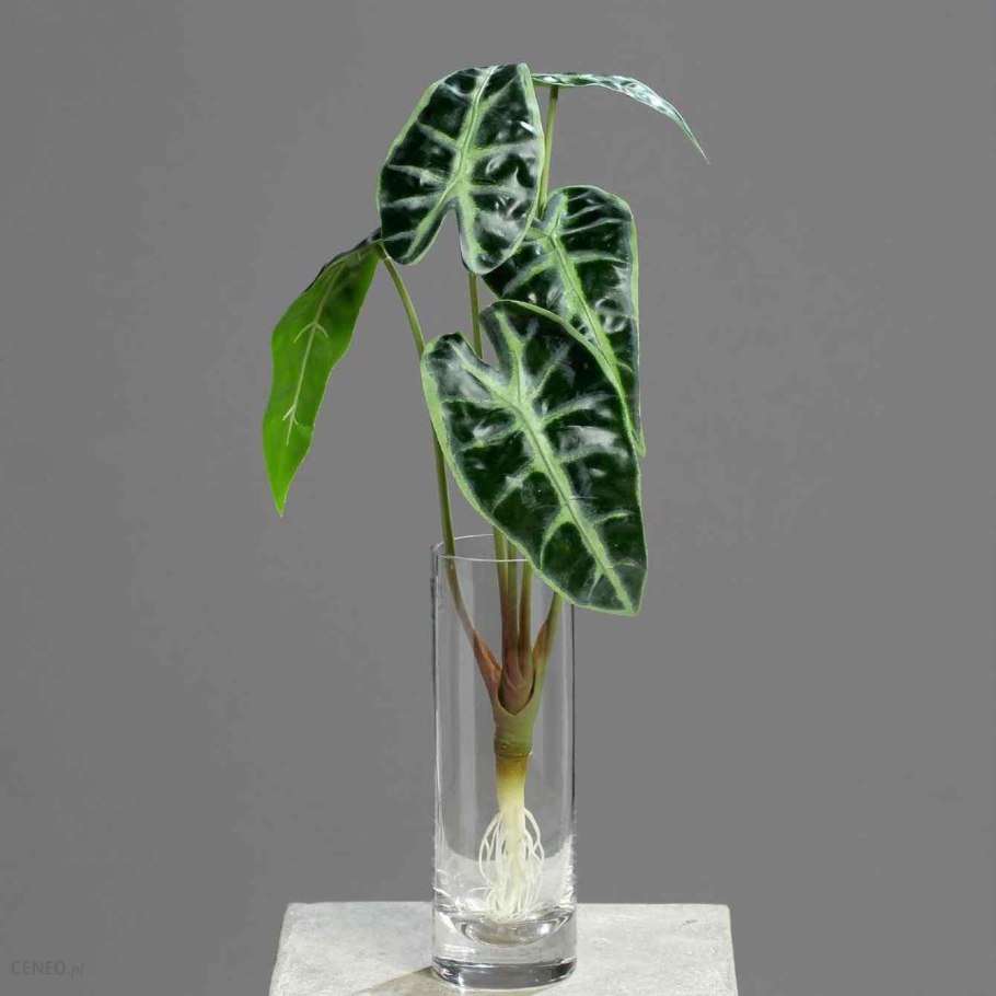 Луковица будлеи