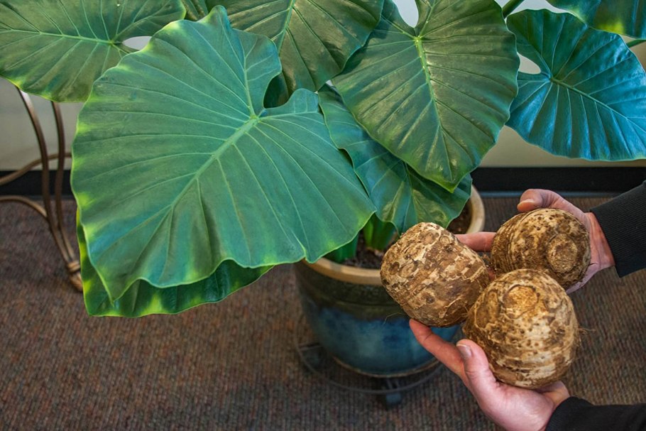 Колоказия гигантская