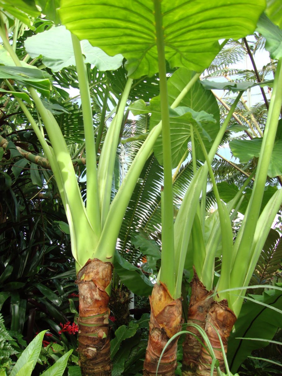 Alocasia macrorrhiza Green giant Taro