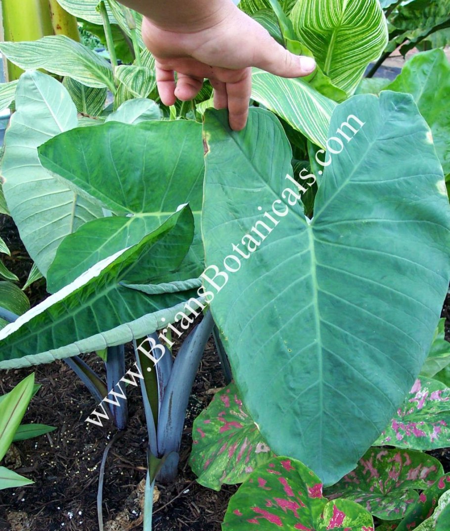 Алоказия ядовитая