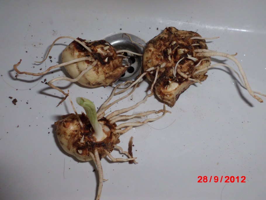 Алоказия "Джеклин" Сулавеси SP